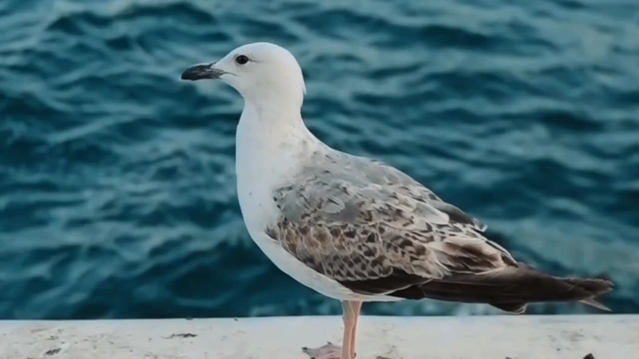 this is nice bird video