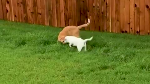 Tiny Puppy Get Bigger Than His Cat Brother