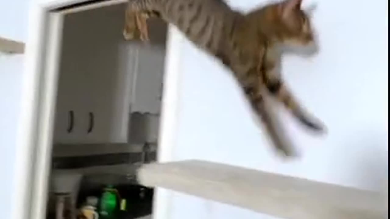 CAT CHASE