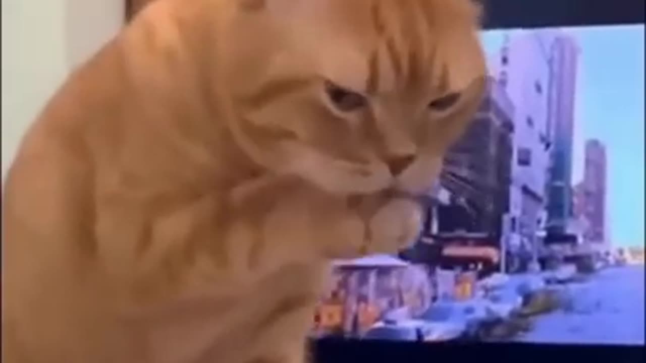 funny cats2