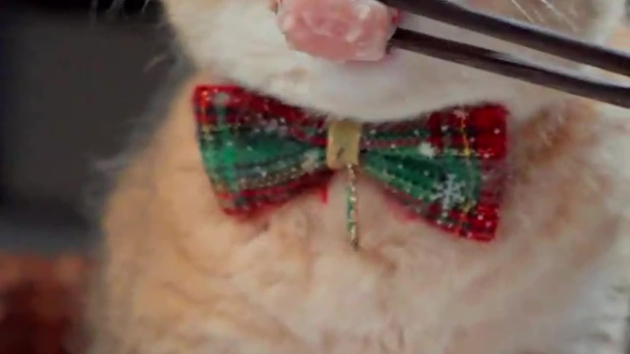 Funny Cat Clips: LOL Moments of Eating Amazing Food Ep 23.