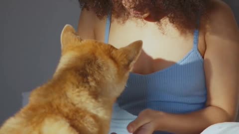 Sweet doggy and human playing on the bed 🐕🐕🐕