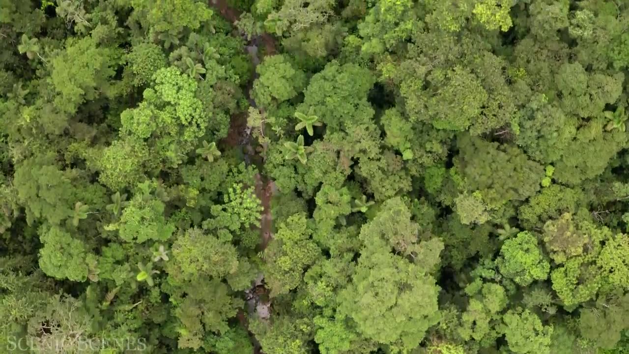 "Amazon Ultra HD - The World’s Largest Tropical Rainforest _ Jungle Sounds _ Scenic Relaxation Film"