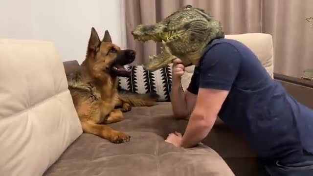 Will My German Shepherd Recognize Me in a Crocodile Mask?