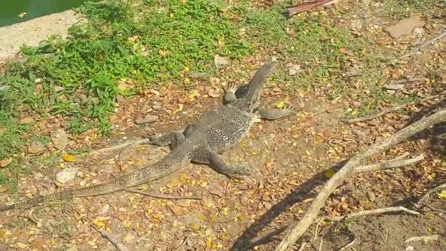 Ein Komodowaran hat Hunger