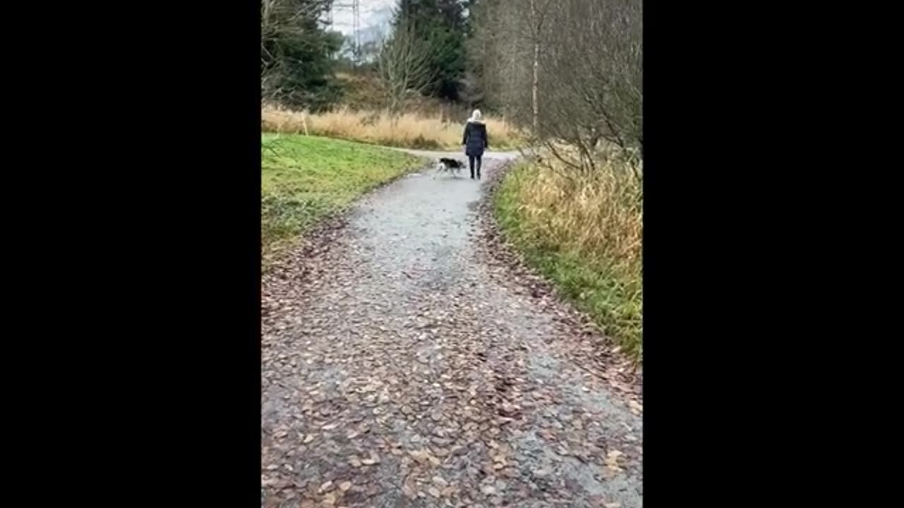 Cat and dog funny video🤣😂🤣🤣