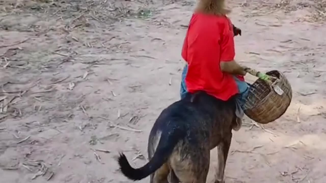 The monkey uses the dog as a donkey to move on