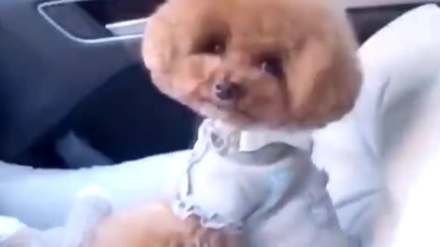 Cute poodle is travelling joyfully/Just for fun