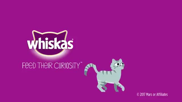 When Can Kittens Eat Adult Food_ - Whiskas K.I.T._2