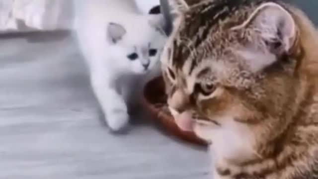 Cute cat and kitten