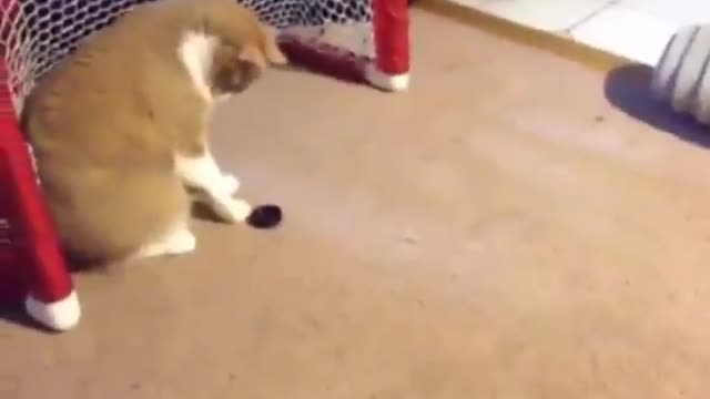 A cat playing hockey