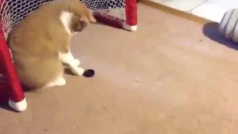 A cat playing hockey