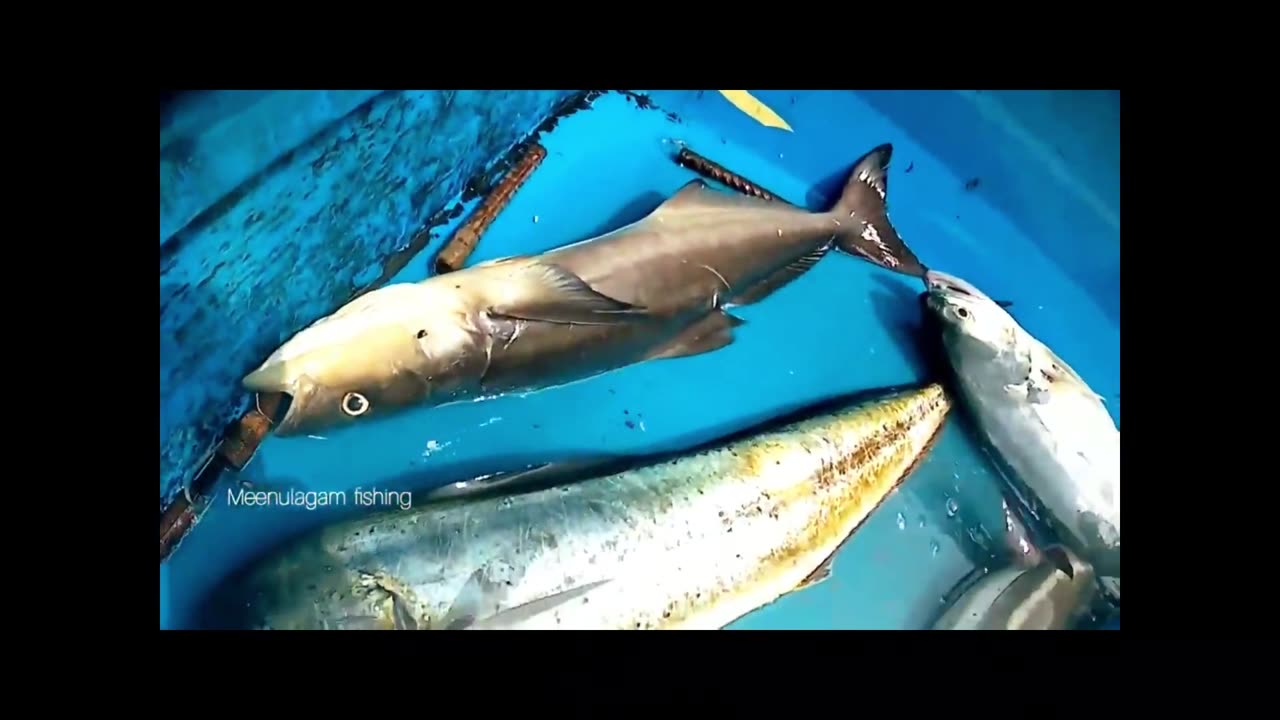 #Sea#Fishing#River#Fish Big Cuban Queen Fish And Tuna