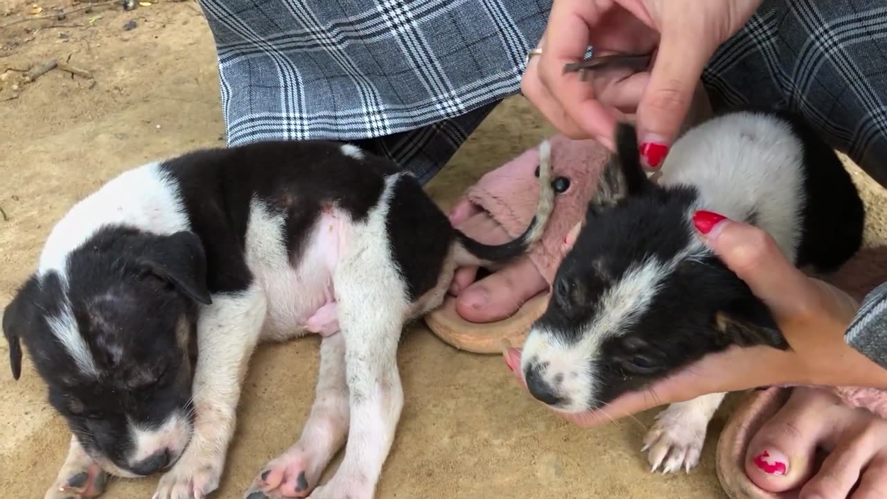 Remove many Ticks on the puppy's body by hand - Many big Ticks on the puppy's body