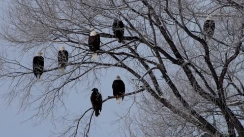 BALD EAGLE VS GOLDEN EAGLE - Which is more powerfull