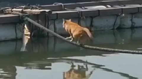 funny animals part 2