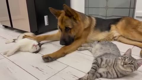 Noughty Dog And cat Friend