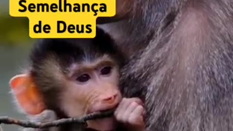O Macaco É A Imagem E Semelhança Do Macaco Que Deus Criou #MissionaryValdemir Borges