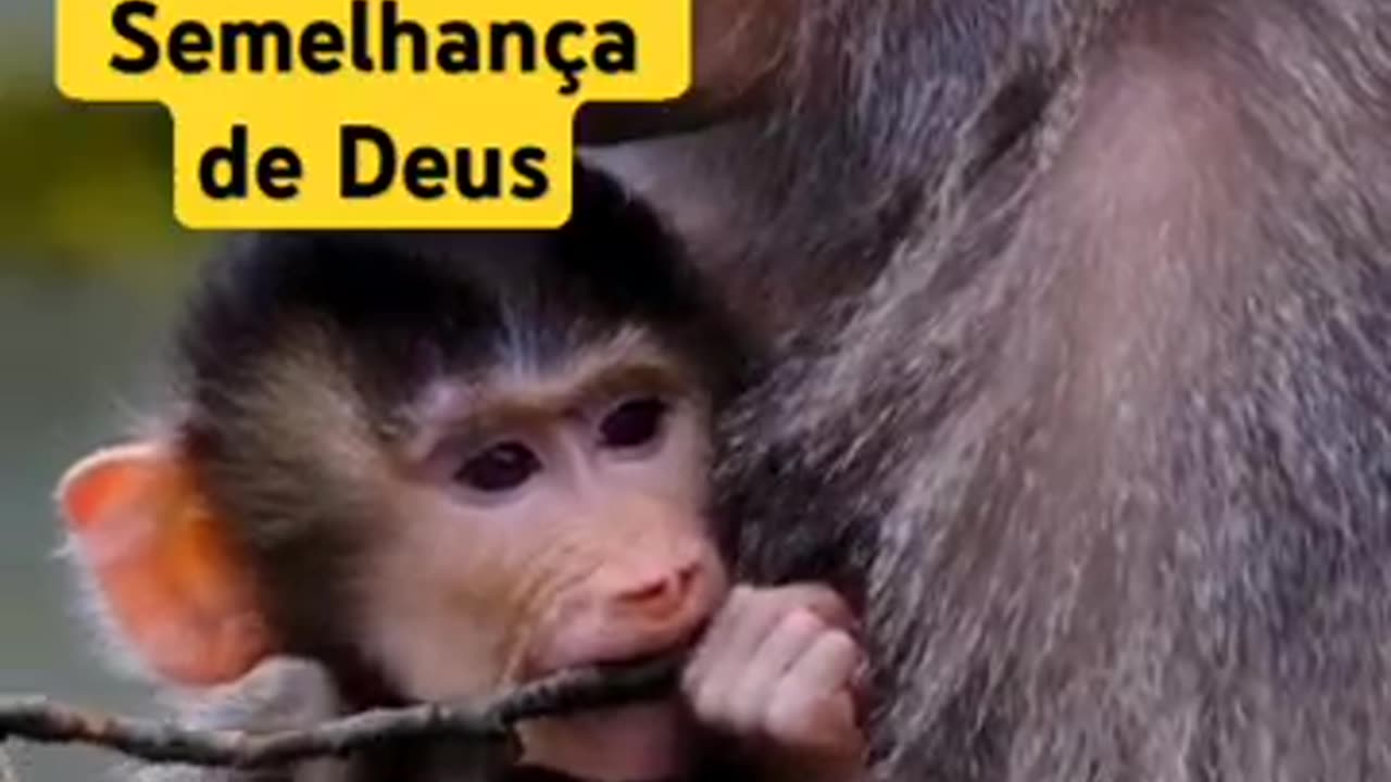 O Macaco É A Imagem E Semelhança Do Macaco Que Deus Criou #MissionaryValdemir Borges