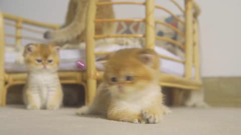 Cutest Baby British kittens is playing with Bell