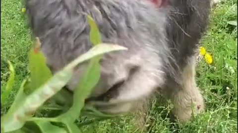 A baby cattle