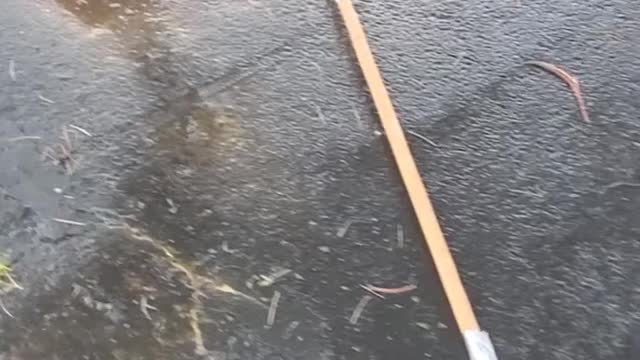 Rescuing Ducklings From a Storm Drain