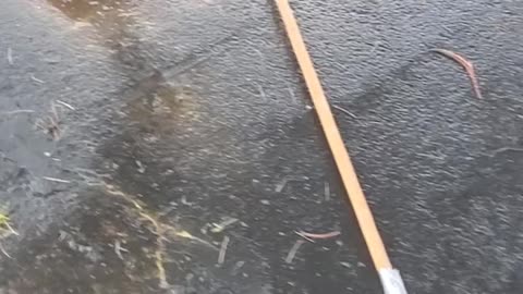 Rescuing Ducklings From a Storm Drain