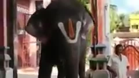 elephants dancing to god's song