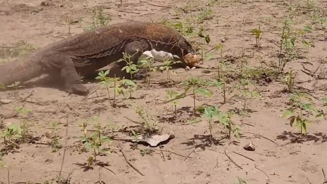 Komodo dragon swallows a lamb alive, so it won't have to eat for a week