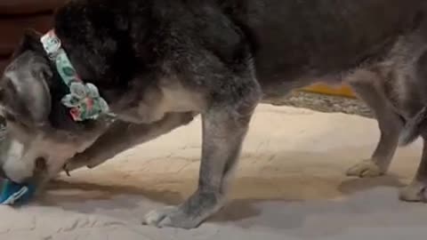 19 YEAL OLD DOG GETS ADOPTED