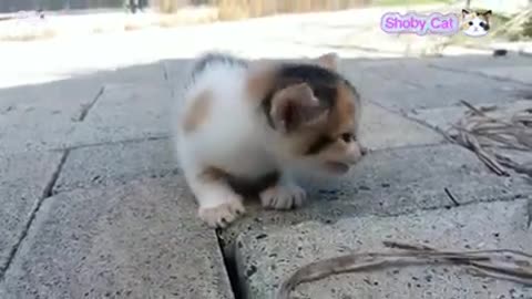 Baby_Cats_-_Cute_And_Funny_cat_videos