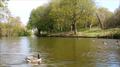 FREE STOCK FOOTAGE || Goose in Pond Time-lapse || [1080p HD]