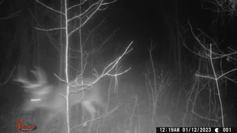 Bucks Game Cam