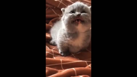 The Best Funny Cat Videos Of The 2023 - Funny Cats Compilation #26