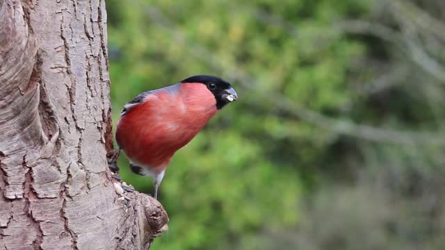 Bullfinch Male Bird Nature