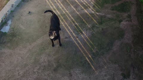 Dog Plays With Drone