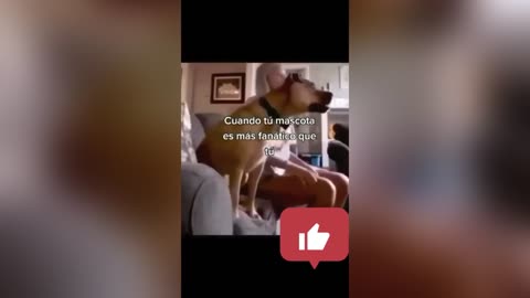 Funny dog