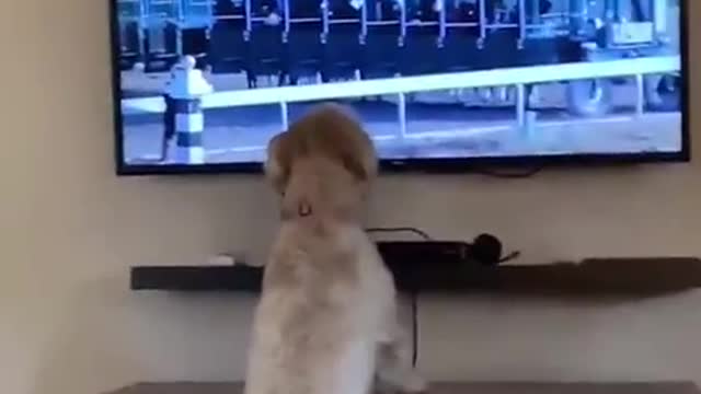 funy dog watch tv