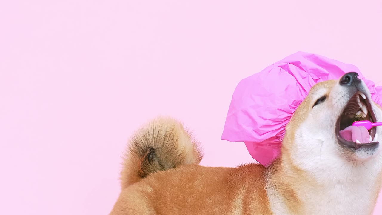 Cute Dog With a Shower Cap and Biting a Toothbrush