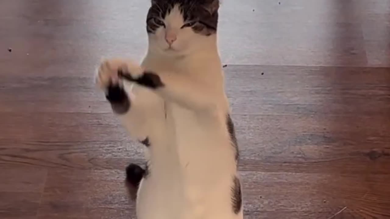 Cat Lovers
