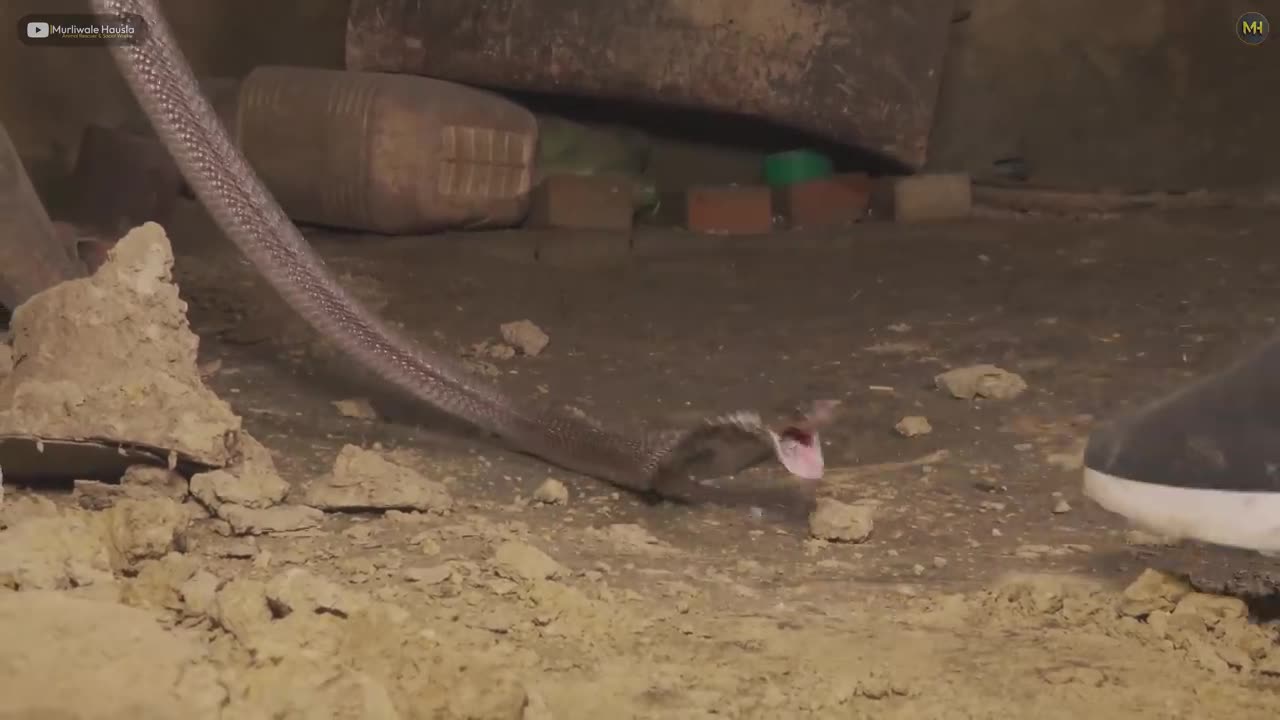 some people have fewer cockroaches in their house than he has snakes in his house