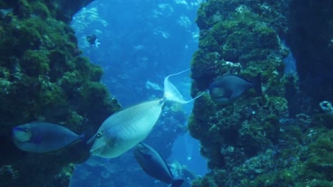 Strange fish in the ocean with a unique shape