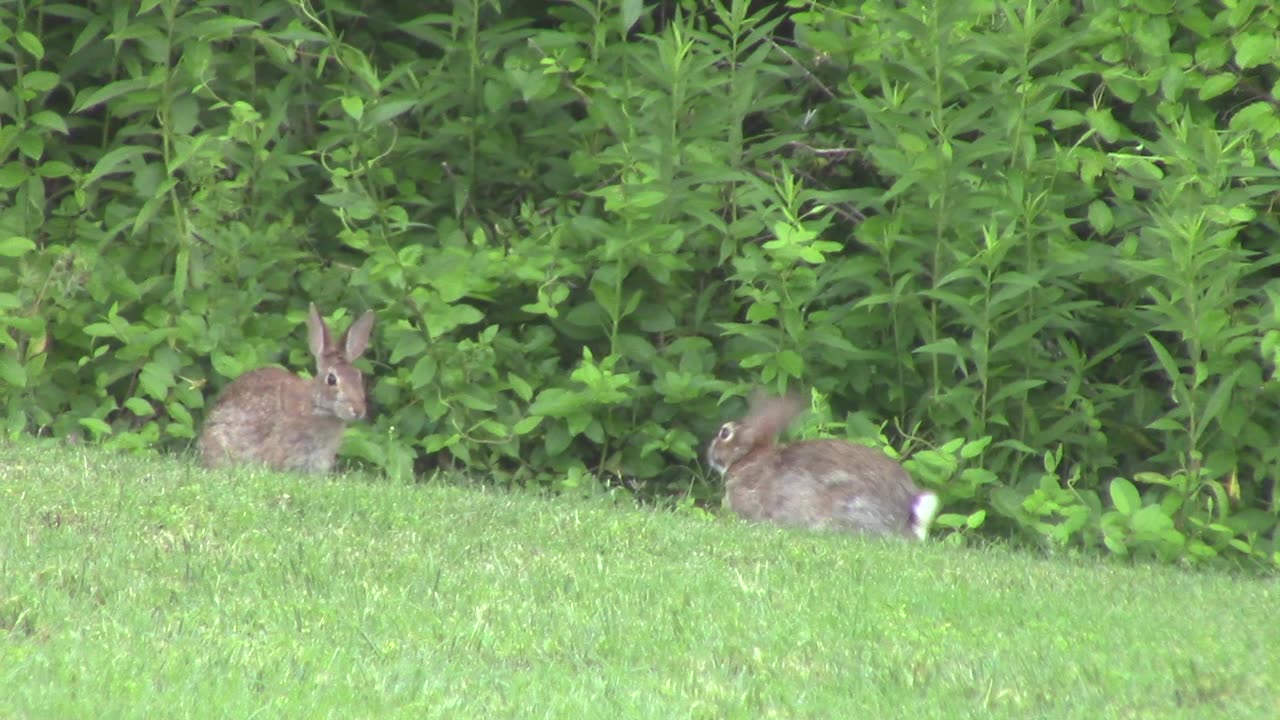 More Backyard Bunnies