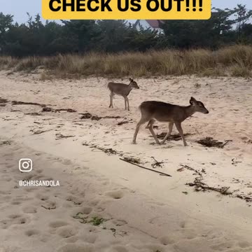 BABY DEER ENCOUNTER