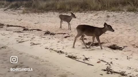 BABY DEER ENCOUNTER