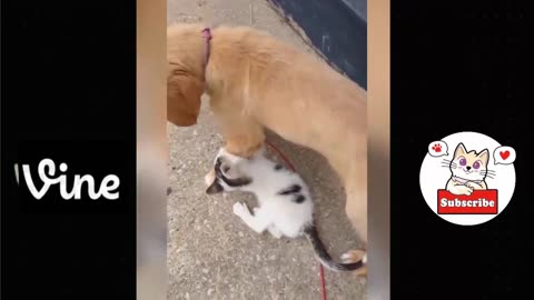 Funny Dog and Cat Videos