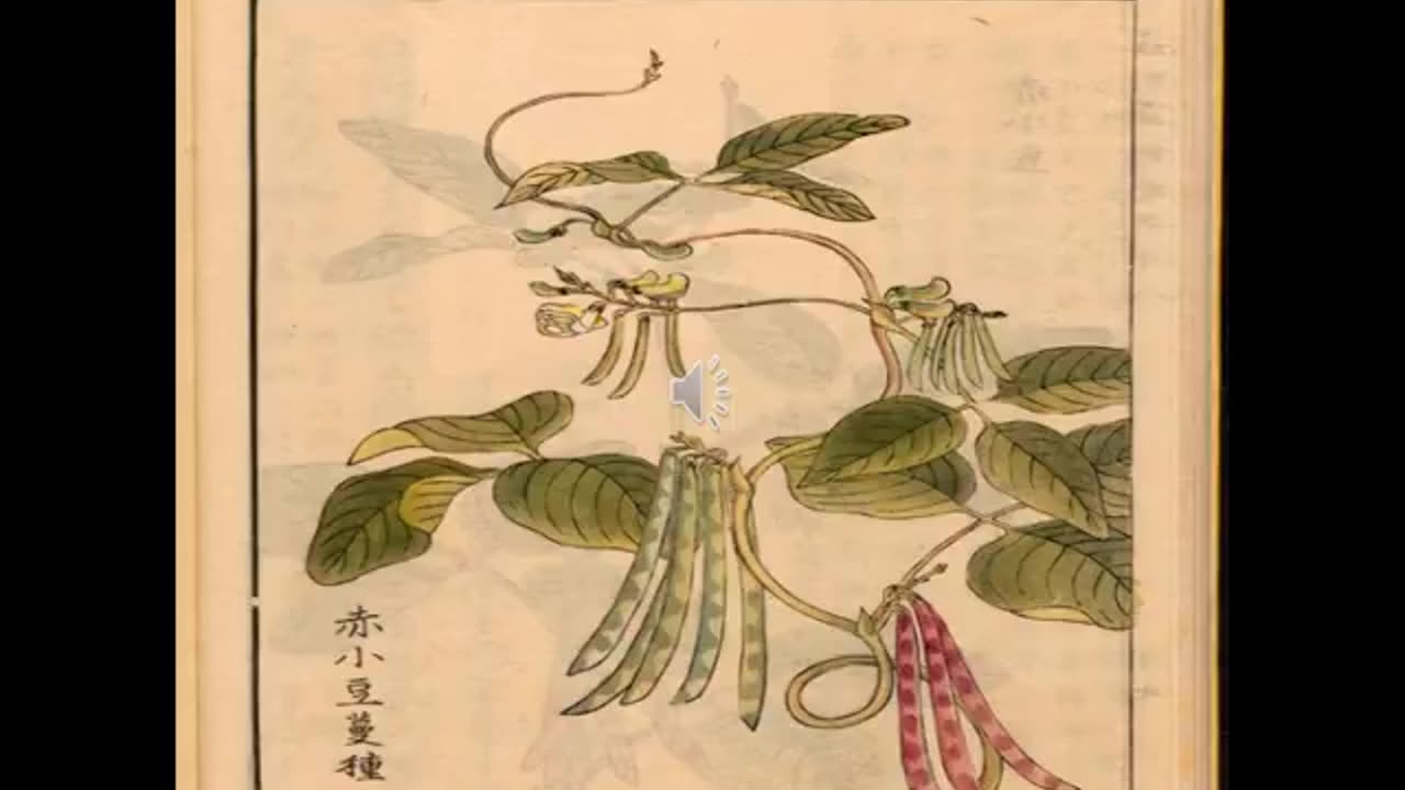 Momento Malum Today Episode 107 Chinese Adzuki Genetics