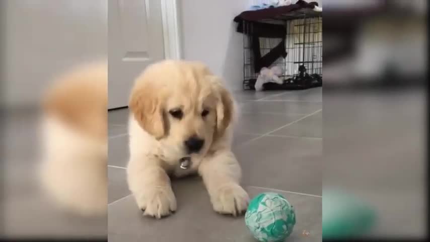 Baby Dogs - Cute and Funny Dog Videos Compilation