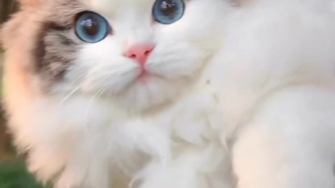 Beautiful cat