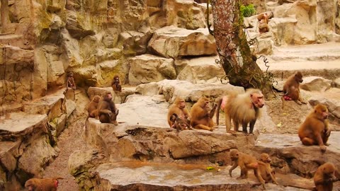 Video Of Monkeys In A Zoo